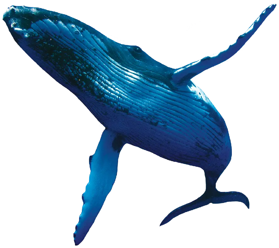 دانلود عکس نهنگ واقعی با فرمت PNG و دور بریده شده رایگان 