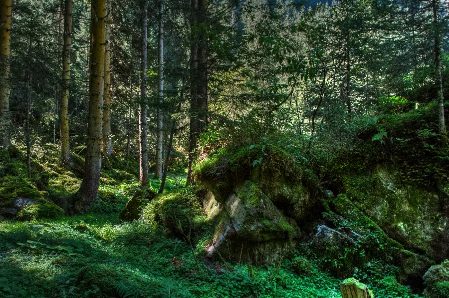 دانلود عکس طبیعت جنگلی سرسبز انرژی بخش رایگان و با کیفیت 