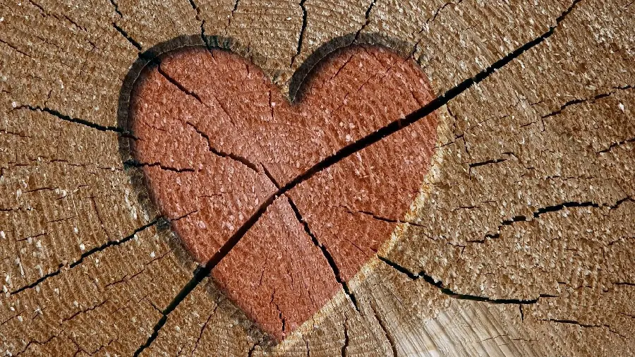 عکس پس زمینه جذاب چوب درخت قلبی با کیفیت فوق العاده