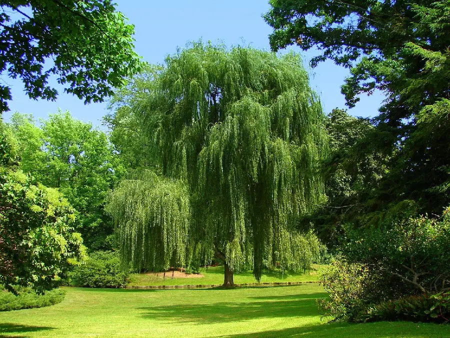 عکس درخت بید معمولی در یک پارک حفاظت شده با کیفیت بالا