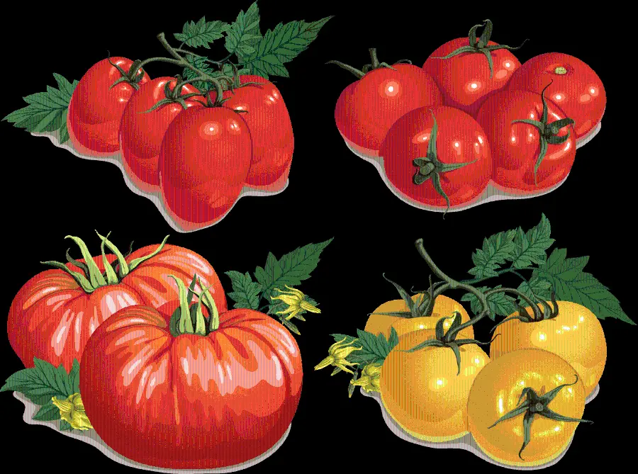 عکس پی ان جی دیجیتالی گوجه های قرمز تازه و خوشمزه 