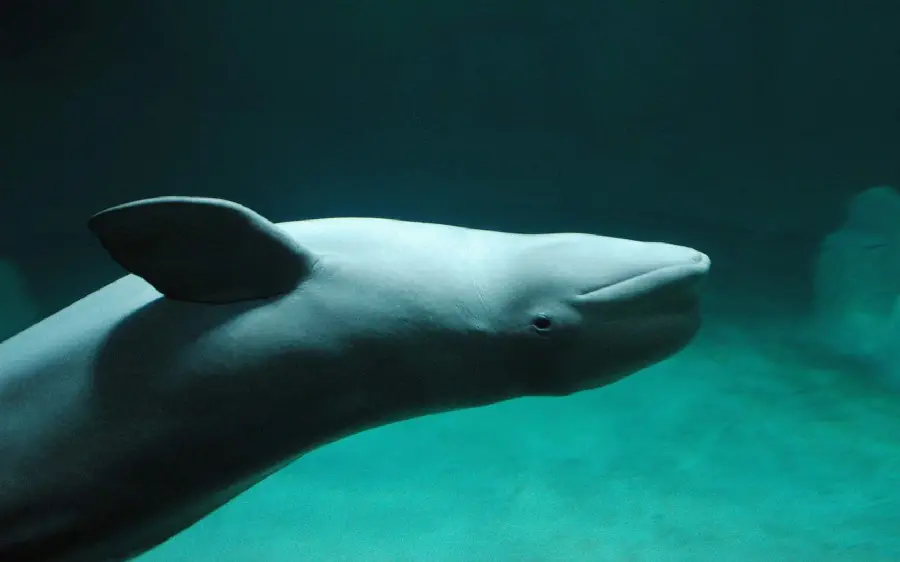 عکس زمینه خیلی عالی از یکی از باهوش ترین حیوان ها نهنگ بلوگا