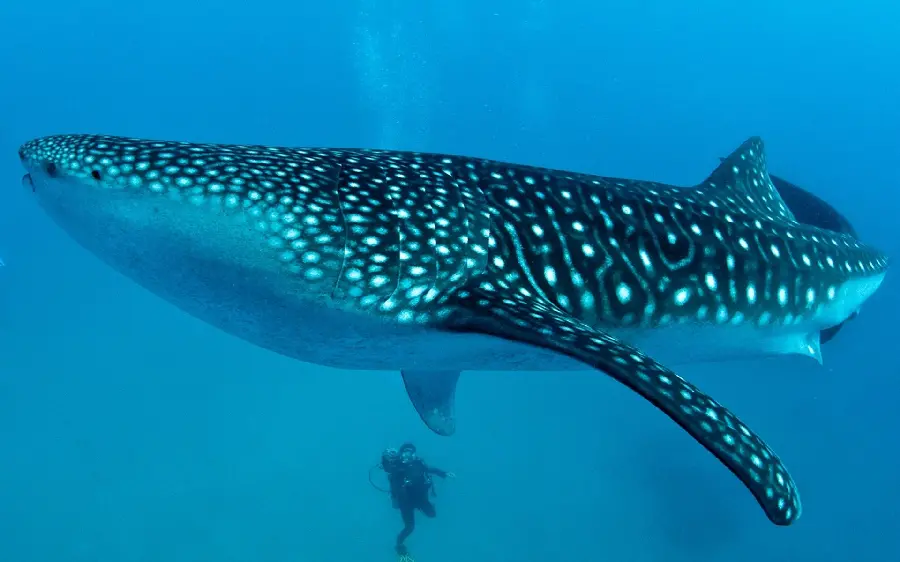 عکس با کیفیت کوسه نهنگ یا وال کوسه whale shark واقعی 