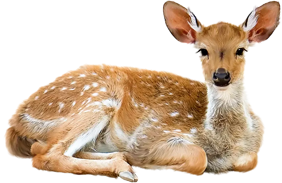 عکس PNG گوزن واقعی و وحشی دوربری شده و بدون زمینه