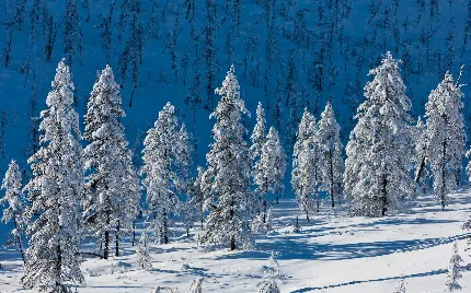 ایده عکس زیبای زمستانی برای کاور پاور پوینت و پروژه 