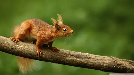 عکس استوک زیبای سنجاب قرمز در بکگراند فولو 