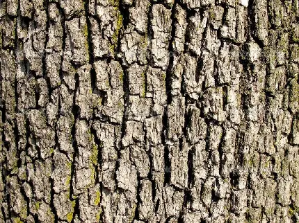 دانلود تصویر استوک رایگان و فول اچ دی پترن پوست درخت مدرن 