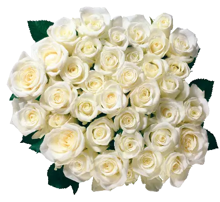  png عکس دسته گل سفید یک ابزار تزئینی در انواع رویداد ها