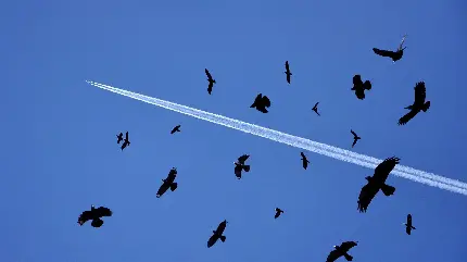 والپیپر پرنده های سیاه رنگ در بکگراند آسمان آبی