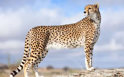 دانلود عکس یوزپلنگ حیوانی منفرد با با بدنی باریک و بلند