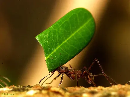 عکس مورچه کارگر در حال حمل برگ سبز تازه و باطراوت