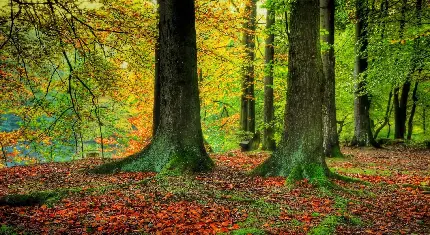 والپیپر تماشایی از تنه درختان جنگلی و قطور در فصل پاییز