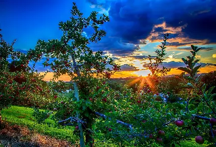 عکس زمینه درخت میوه سیب خوشمزه در آسمان رو به غروب