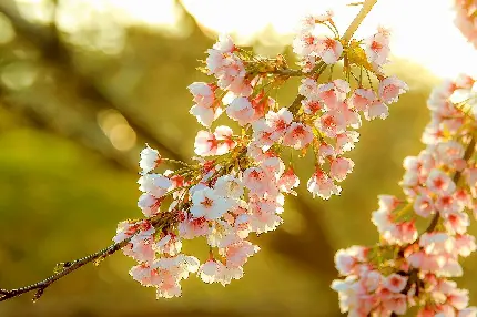 عکس پروفایل شکوفه های صورتی خیال انگیز درخت میوه