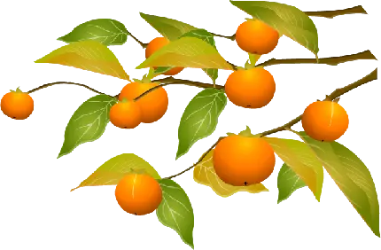 عکس درخت نارنگی کارتونی با کیفیت بالا در فرمت پی ان جی