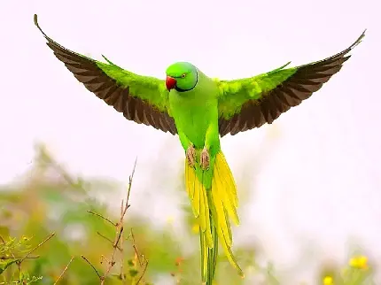 عکس خیلی خوشگل از پرواز طوطی نر ملنگو با پرهای ناز سبز 