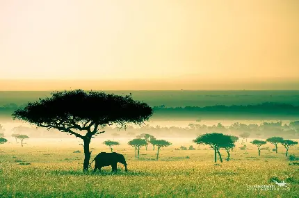 عکس علفزارهای ساوان جنگل‌های استوایی و بیابانی صحرای آفریقا