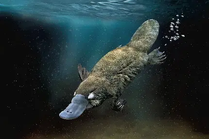 والپیپر جالب از نوک اردکی یا ارنیترنگ در زیر آب 