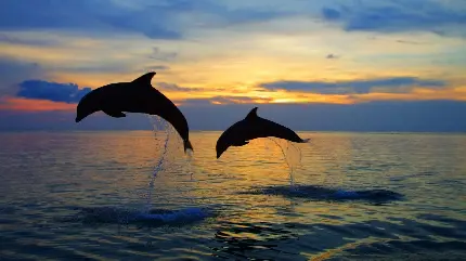 تصویر زمینه دلفین ها در غروب رویایی خورشید