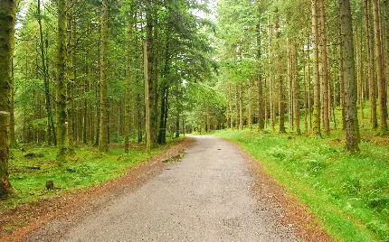 جاده جنگلی بسیار زیبا و خوش آب و هوا 