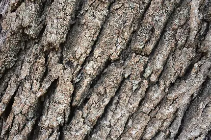 عکس استوک HD پوست تنه درخت با طرح های مختلف و فوق العاده جذاب 