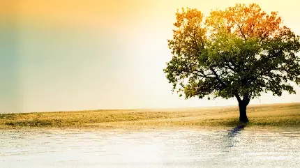 درخت بلوط باطراوت کنار دریاچه درخشان و زیر نور خورشید