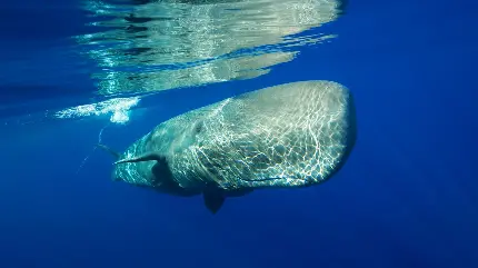  عکس نهنگ عنبر یا اسپرم بزرگترین نهنگ و موجود زنده دنیا