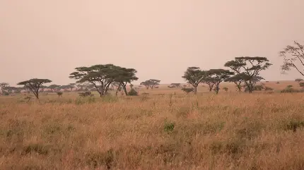 عکس استوک فصل خشک ساوانا دشت گرمسیری آکاسیا آفریقا