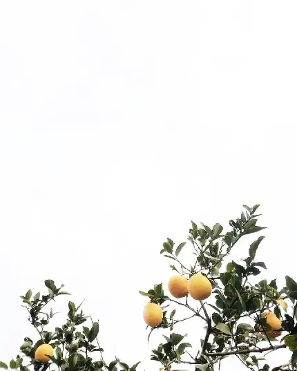 تصویر زمینه سفید با حاشیه درخت لیمو برای نوشتن شعر و دلنوشته