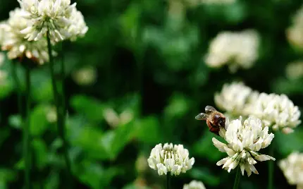 عکس گرفته شده از گل های سفید مناسب زمینه مانیتور در مکان های عمومی 