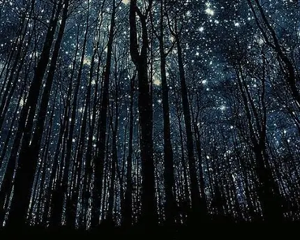 پس زمینه درختان جنگل در هوای تاریک شب با ستاره های درخشان