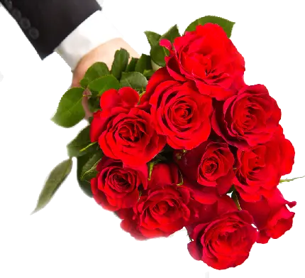 زیباترین عکس گل رز قرمز