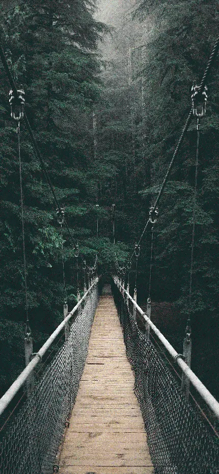 والپیپر پل جنگلی معلق با چشم انداز رویایی و آرامش دهنده