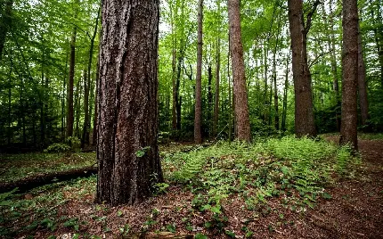 عکس زمینه تنه درختان جنگل های بکر برای چاپ تابلو دکوراتیو