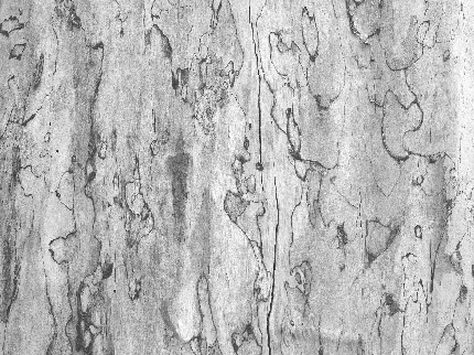 تصویر طرح جدید و خفن تکسچر و بافت طرح پوست درخت مناسب چاپ کاغذ دیواری و دیوارپوش 