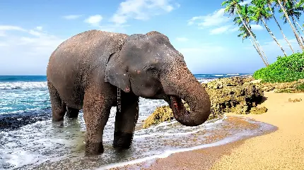 دانلود عکس زمینه فیل لب دریا با ساحل شنی و ماسه ای 