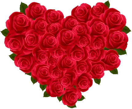 زیباترین عکس گل رز قرمز