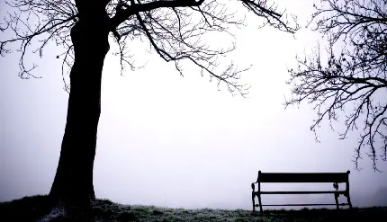 دانلود عکس تک درخت غمگین و نیمکت با چشم انداز مه آلود