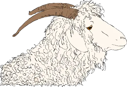 دانلود رایگان و با کیفیت عکس پی ان جی png نقاشی گوسفند خلاقانه و حرفه ای  