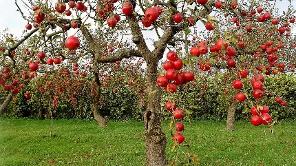 والپیپر درخت سیب قرمز برای استفاده در وبسایت های سلامتی