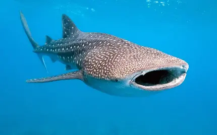 تصویر استوک کوسه نهنگ whale shark با دهان باز مخصوص کاور پروژه 