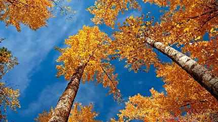دانلود رایگان و با کیفیت تصویر درختان پاییزی با آسمان آبی 