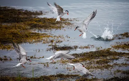 عکس زمینه از عکاسی هنرهای زیبا با طرح پرنده های دریاچه 