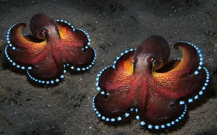 عکس اختاپوس به انگلیسی octopus با بدنی نرم و ژلاتینی