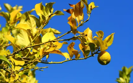 جدیدترین عکس لیمو و برگ های زرد درخت با زمینه آسمان آبی صاف
