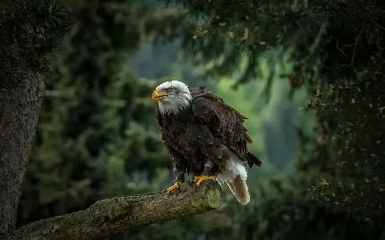 عکس زمینه خاص و جدید عقاب تیز و زرنگ در جنگل 