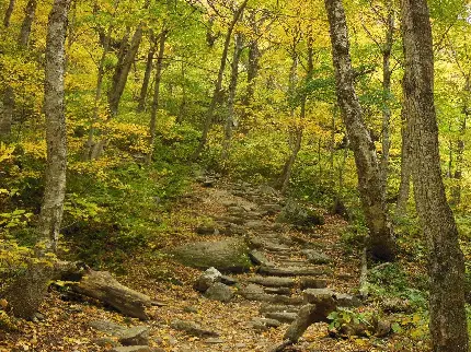 جاذبه رویایی ترین مسیر جنگلی برگریزان تفریحی پاییزی 