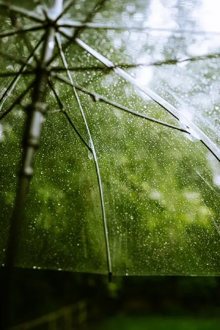پردانلودترین عکس زمینه طرح چتر تلقی شفاف با بک گراند طبیعت سرسبز