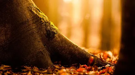 عکس استوک درختان تنومند پاییزی در جنگل هزار رنگ خشک پاییزی