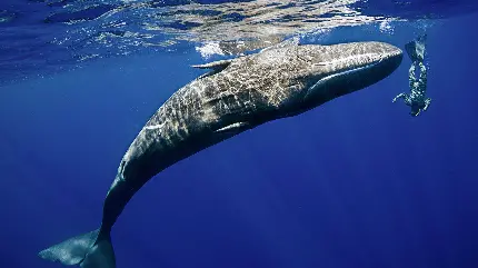 عکس نهنگ‌های اسپرمی شکارچی در غرب ایرلند آب اقیانوس
